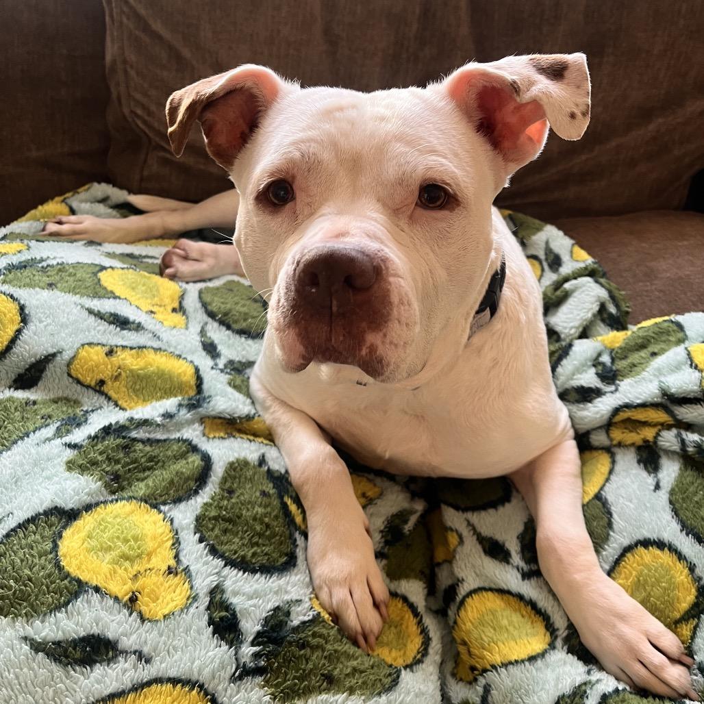 Enlarge Stormy, a Adoptable Pit Bull Terrier in Columbia, MO image 1/6