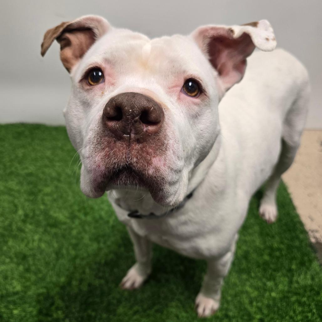 Enlarge Stormy, a Adoptable Pit Bull Terrier in Columbia, MO image 2/6