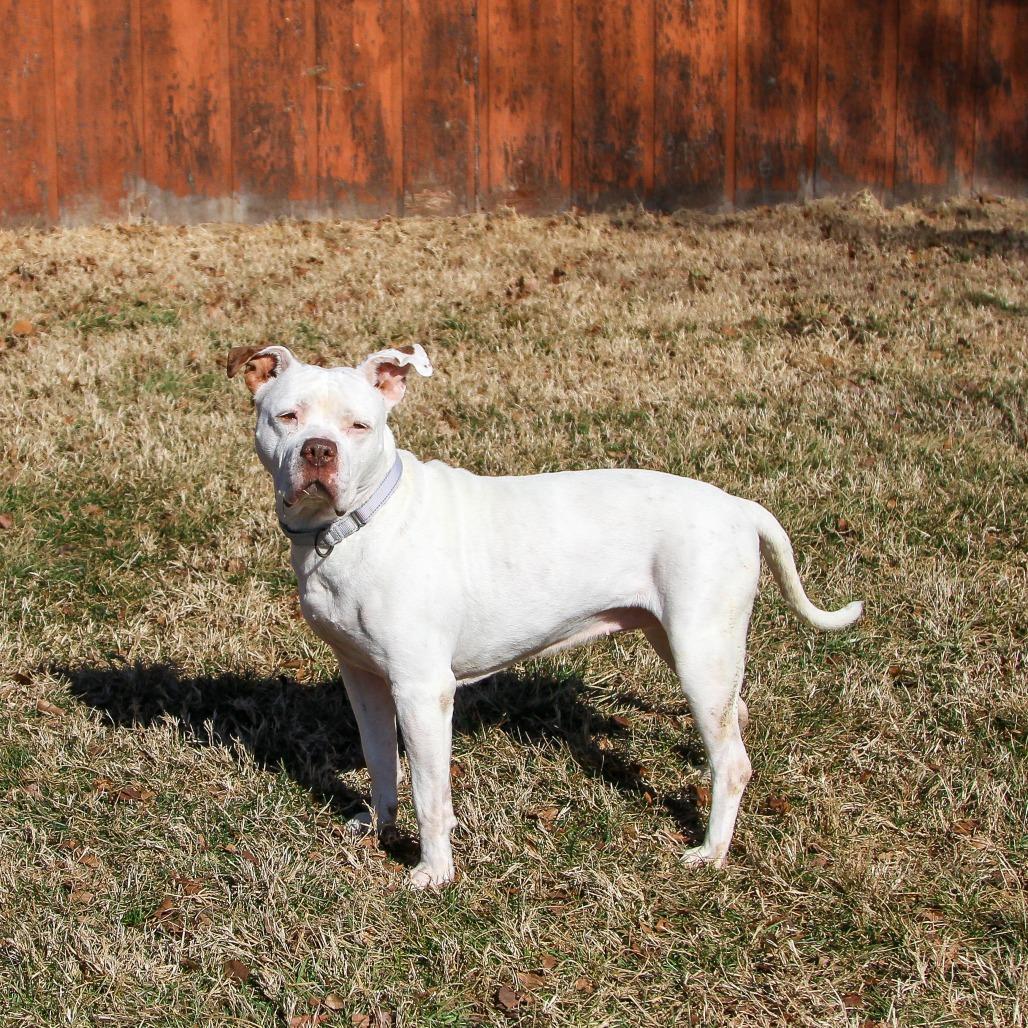 Enlarge Stormy, a Adoptable Pit Bull Terrier in Columbia, MO image 3/6