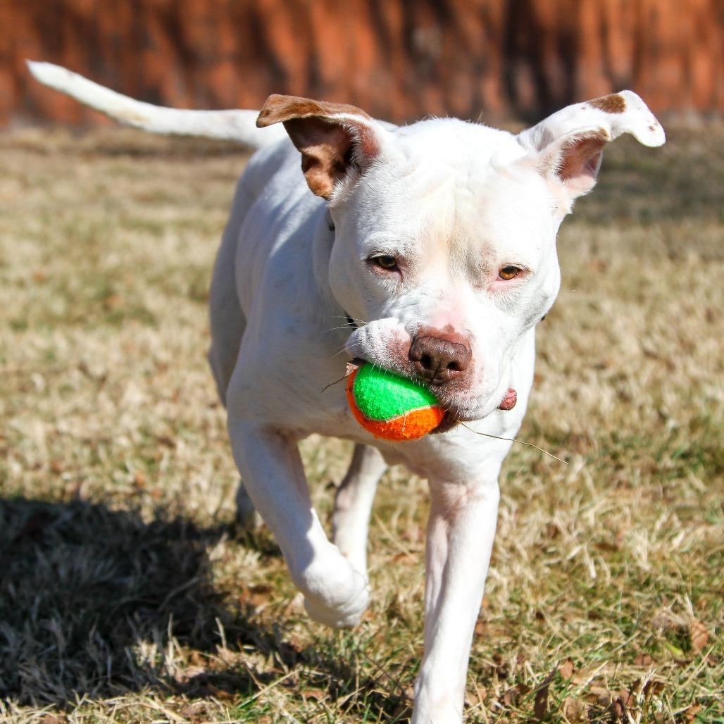 Enlarge Stormy, a Adoptable Pit Bull Terrier in Columbia, MO image 4/6