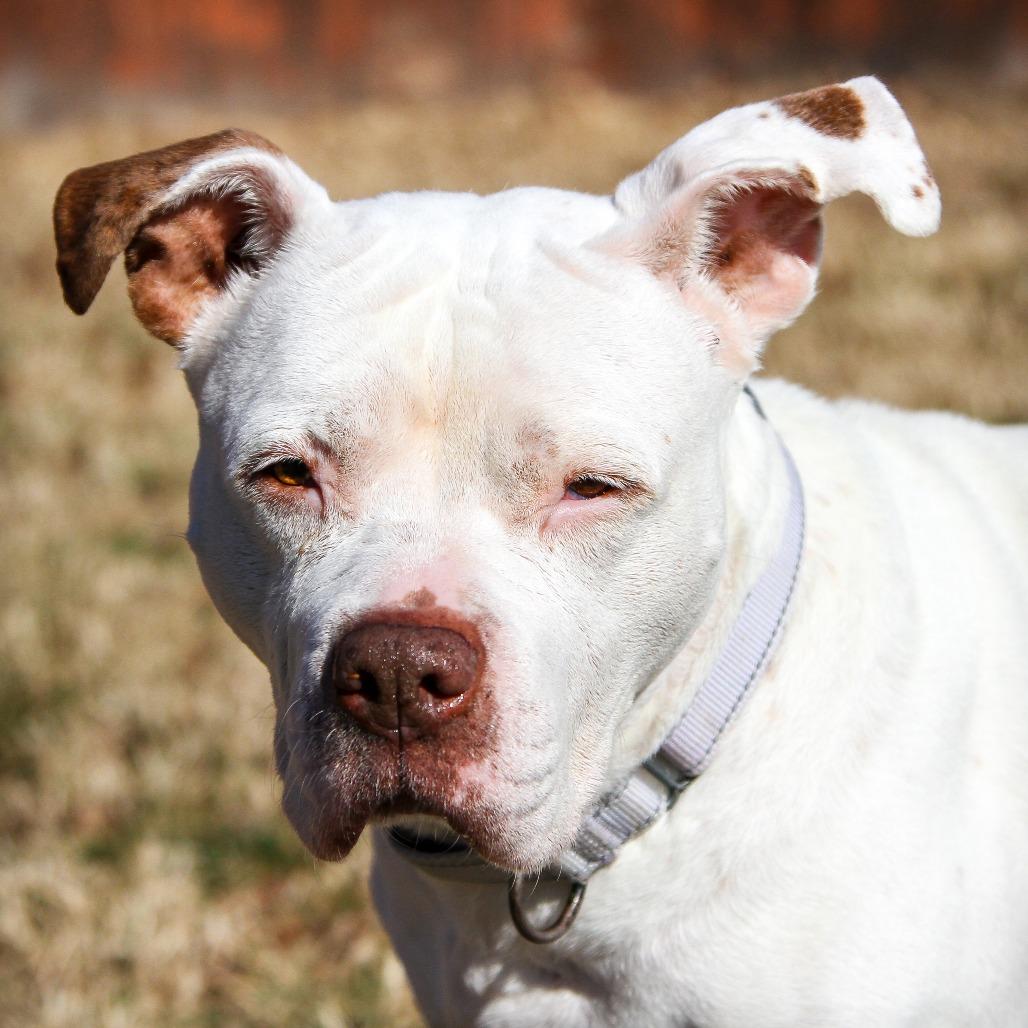 Enlarge Stormy, a Adoptable Pit Bull Terrier in Columbia, MO image 5/6