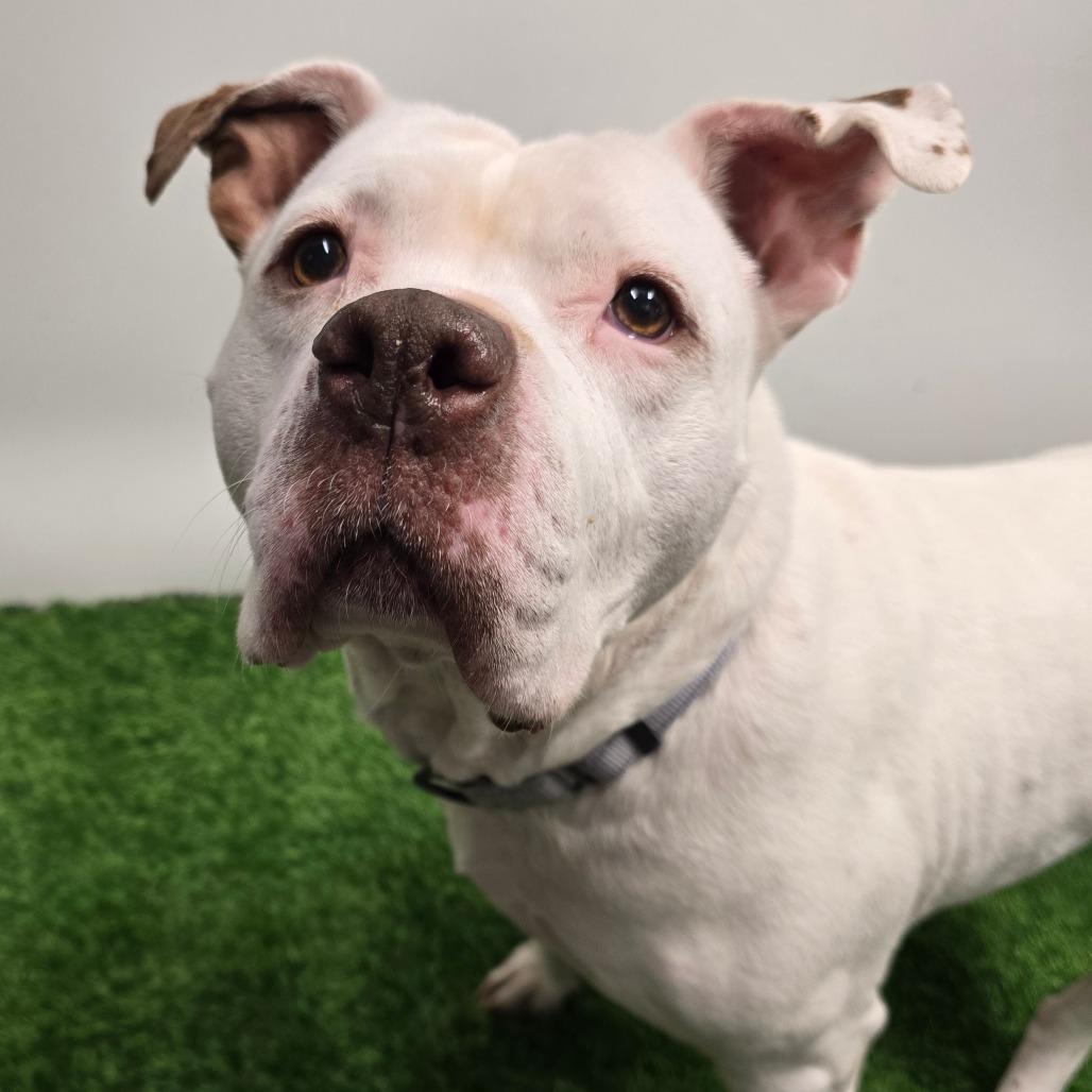 Enlarge Stormy, a Adoptable Pit Bull Terrier in Columbia, MO image 6/6