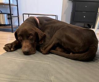 Enlarge Charlie , a ADOPTABLE mixed breed in Waxhaw, NC image 2/5