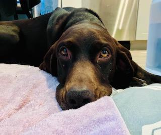 Enlarge Charlie , a ADOPTABLE mixed breed in Waxhaw, NC image 3/5