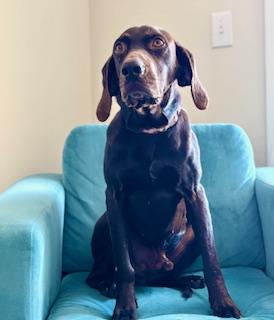 Enlarge Charlie , a ADOPTABLE mixed breed in Waxhaw, NC image 4/5