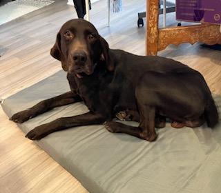 Charlie , ADOPTABLE, Adult Male Chocolate Labrador Retriever.