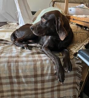 Enlarge Charlie , a ADOPTABLE mixed breed in Waxhaw, NC image 5/5