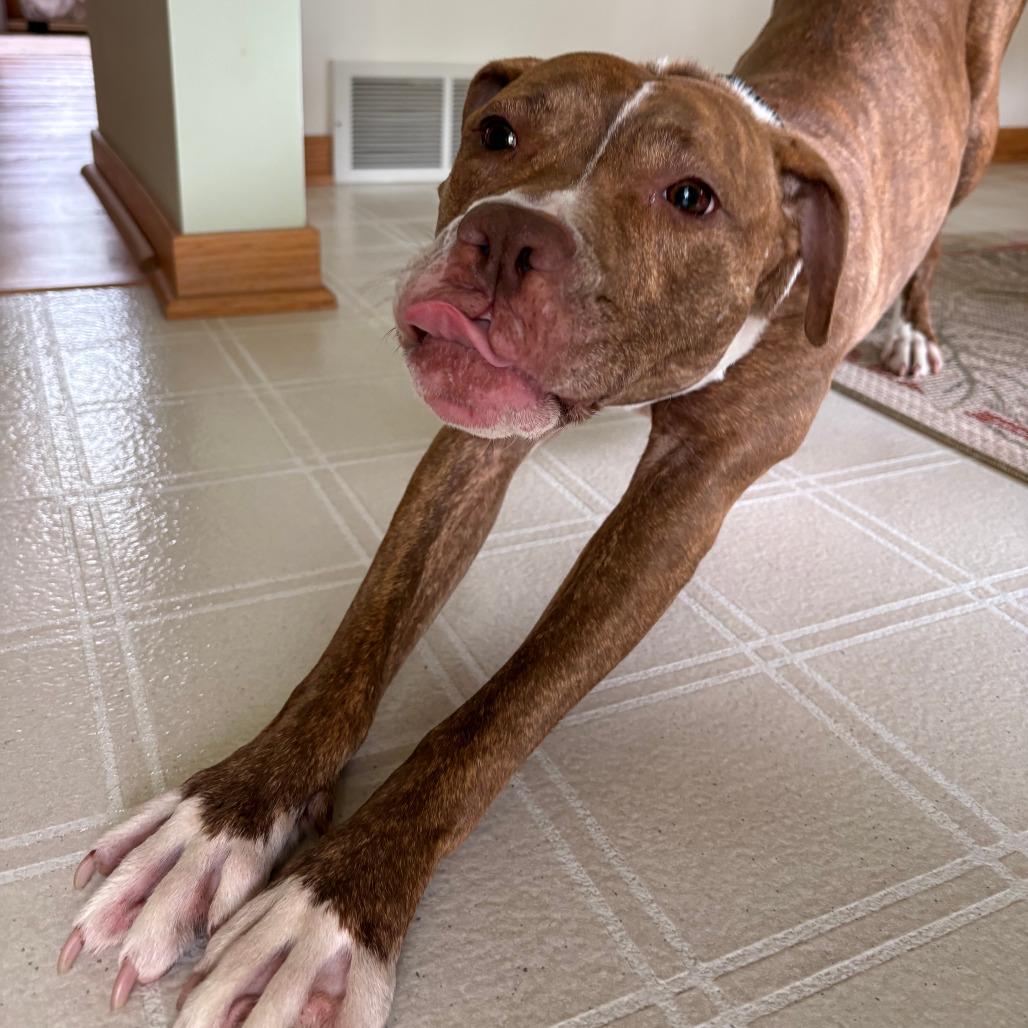 Puppy Dawg, Adoptable, Adult Female American Staffordshire Terrier.