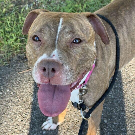 Puppy Dawg, Adoptable, Adult Female American Staffordshire Terrier.