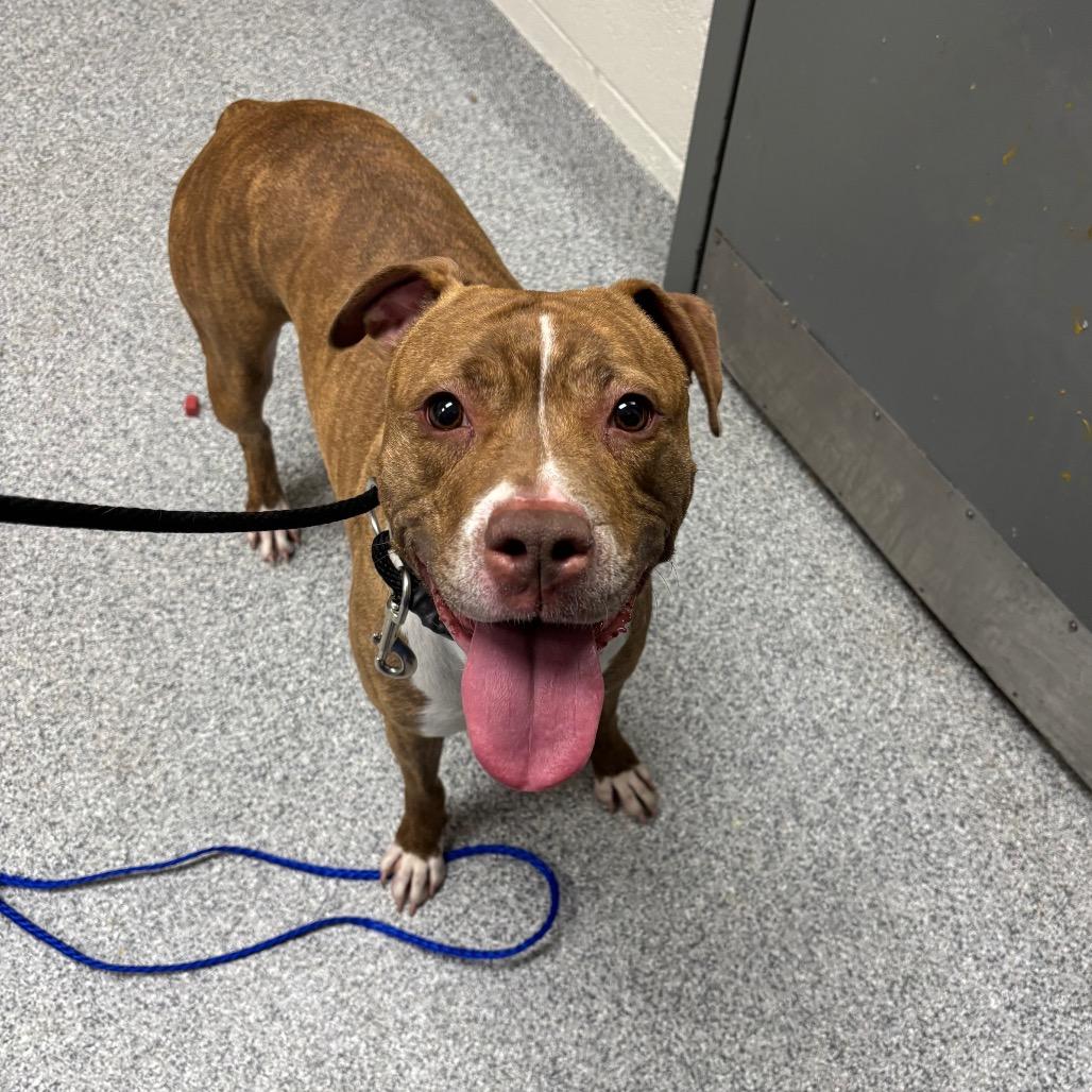 Puppy Dawg, a Adoptable American Staffordshire Terrier in Grand Rapids, MI image 2/2