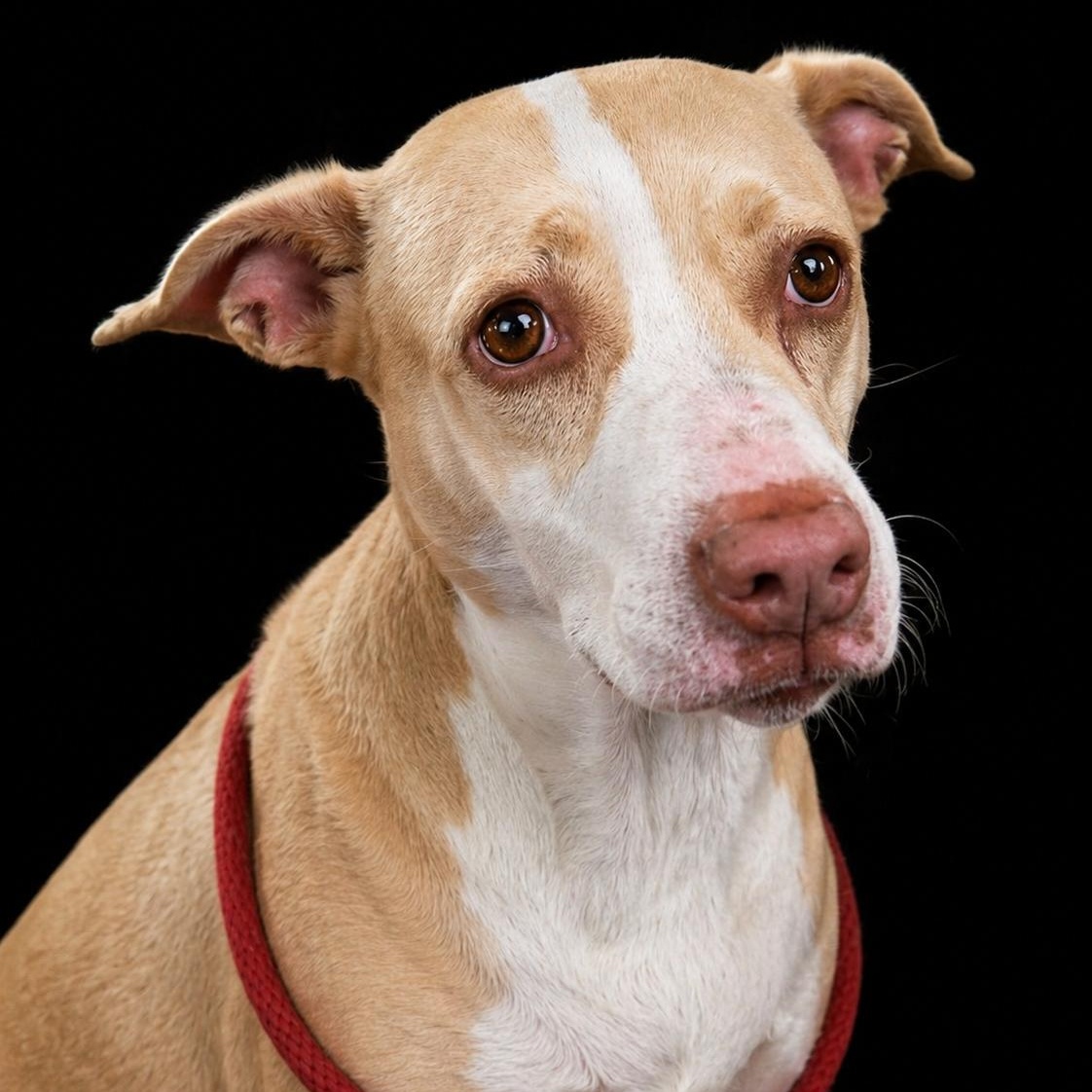 Sandy, Adoptable, Adult Female Labrador Retriever.