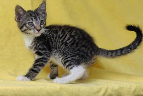 Oakley Kitten*, Adoptable, Kitten Female Tabby.