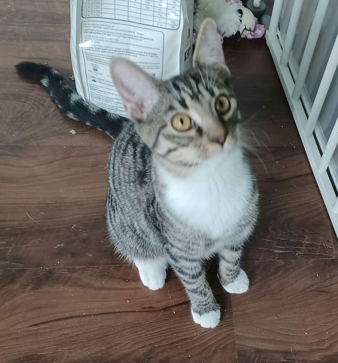 Oakley Kitten*, a Adoptable Tabby in Royal Palm Beach, FL image 2/2