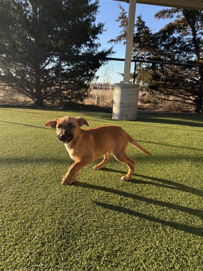 Brutus, Adoptable, Puppy Male Pit Bull Terrier & Mixed Breed.