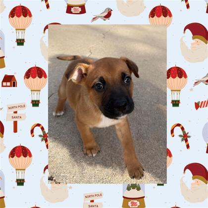 Enlarge Brutus, a Adoptable mixed breed in Hutchinson, KS image 1/3