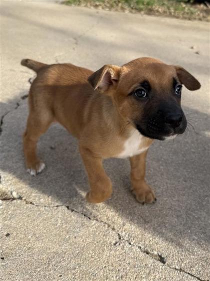 Enlarge Brutus, a Adoptable mixed breed in Hutchinson, KS image 2/3