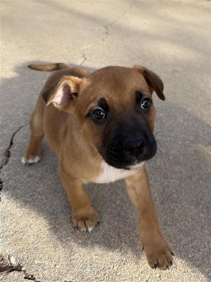 Enlarge Brutus, a Adoptable mixed breed in Hutchinson, KS image 2/3