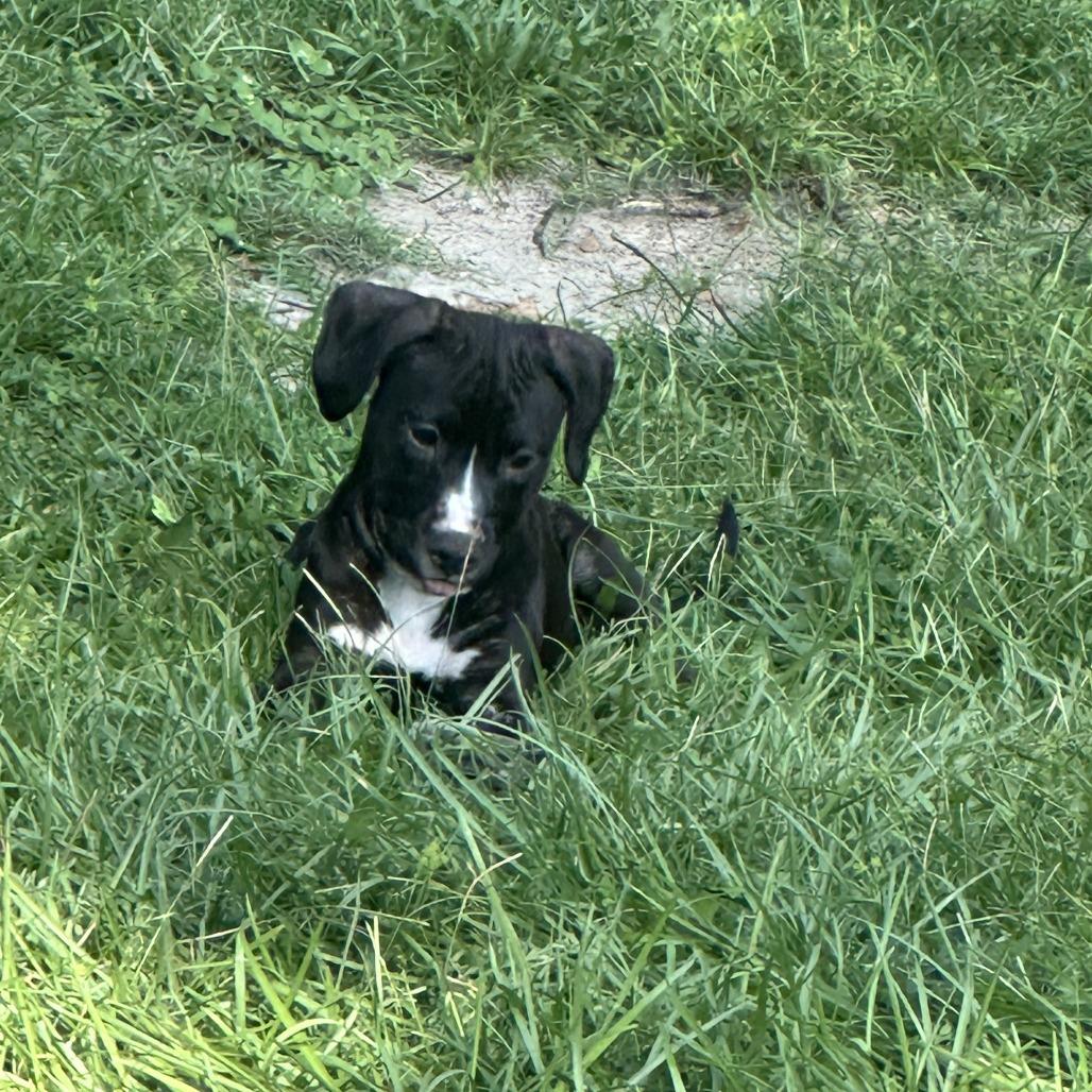 Enlarge Prince, a Adoptable Mixed Breed in Columbus, GA image 1/3