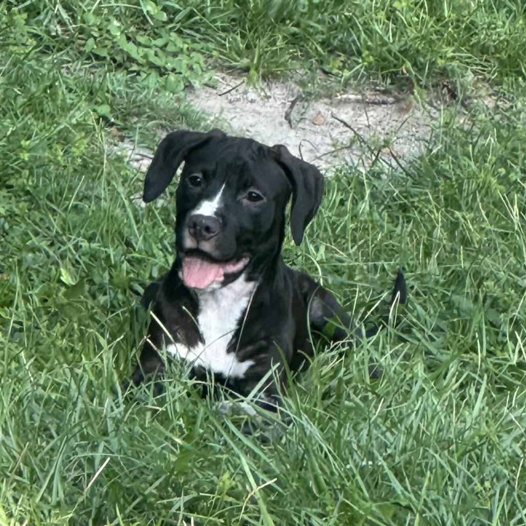 Enlarge Prince, a Adoptable Mixed Breed in Columbus, GA image 2/3