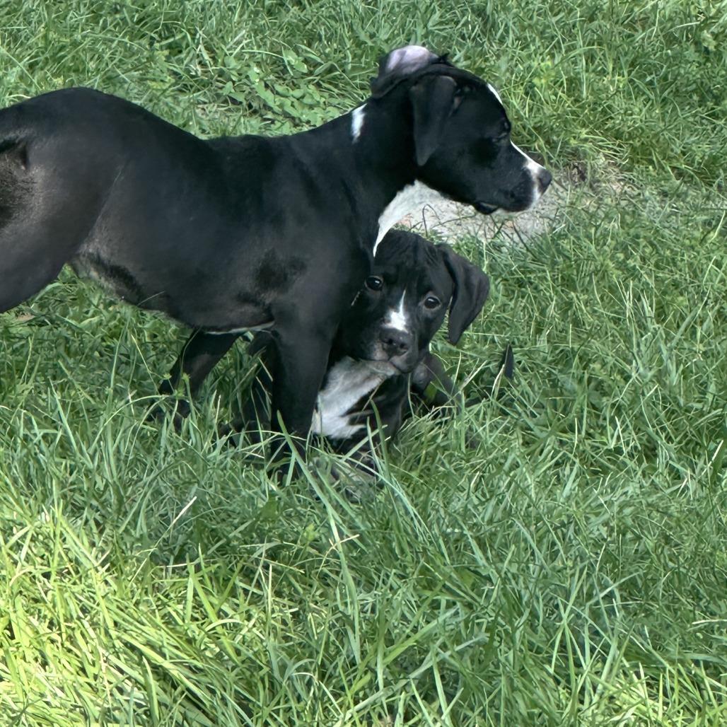 Enlarge Prince, a Adoptable Mixed Breed in Columbus, GA image 3/3