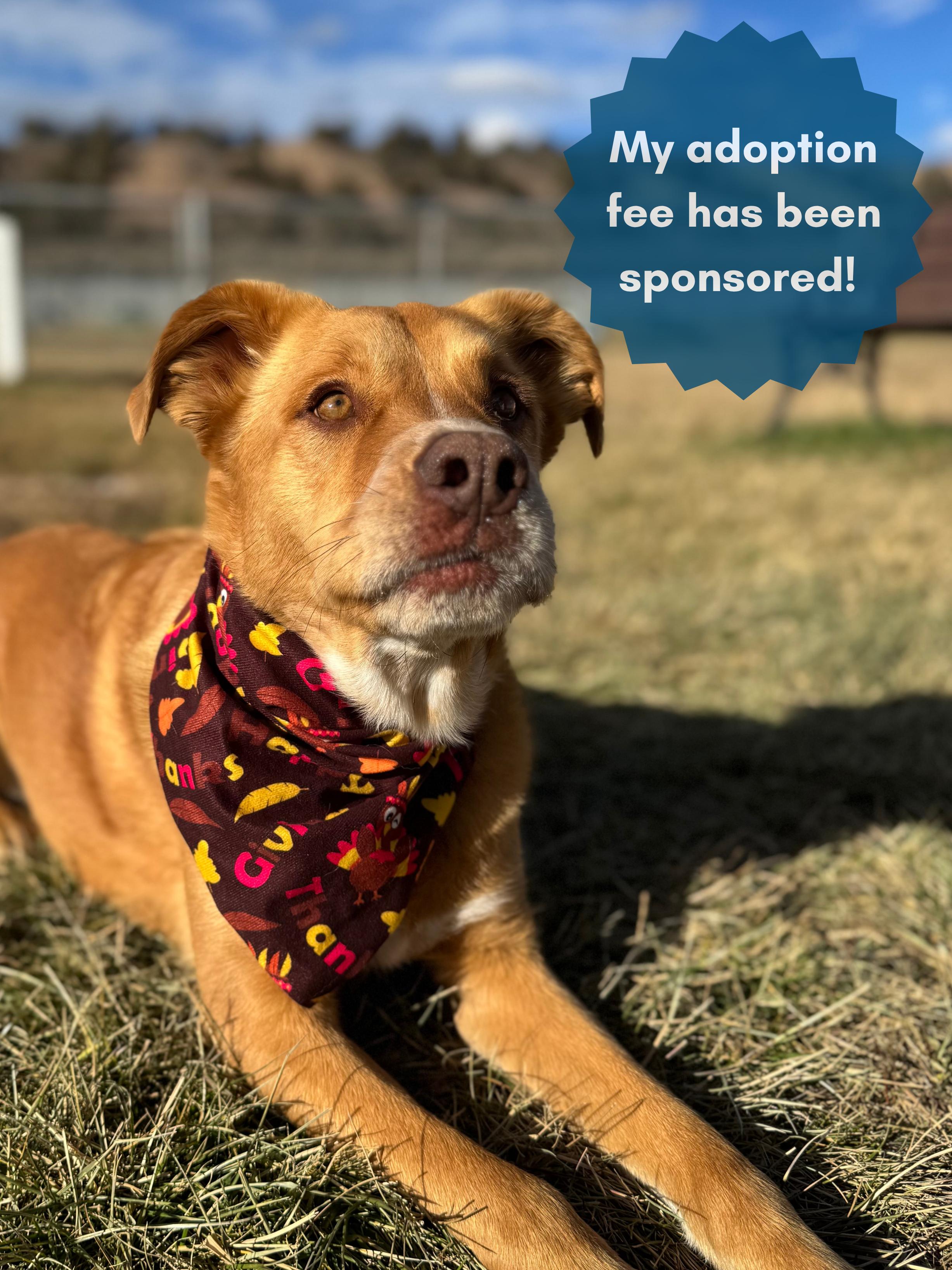 Matzo Ball, an adoptable Mixed Breed in Eagle, CO, 81631 | Photo Image 1