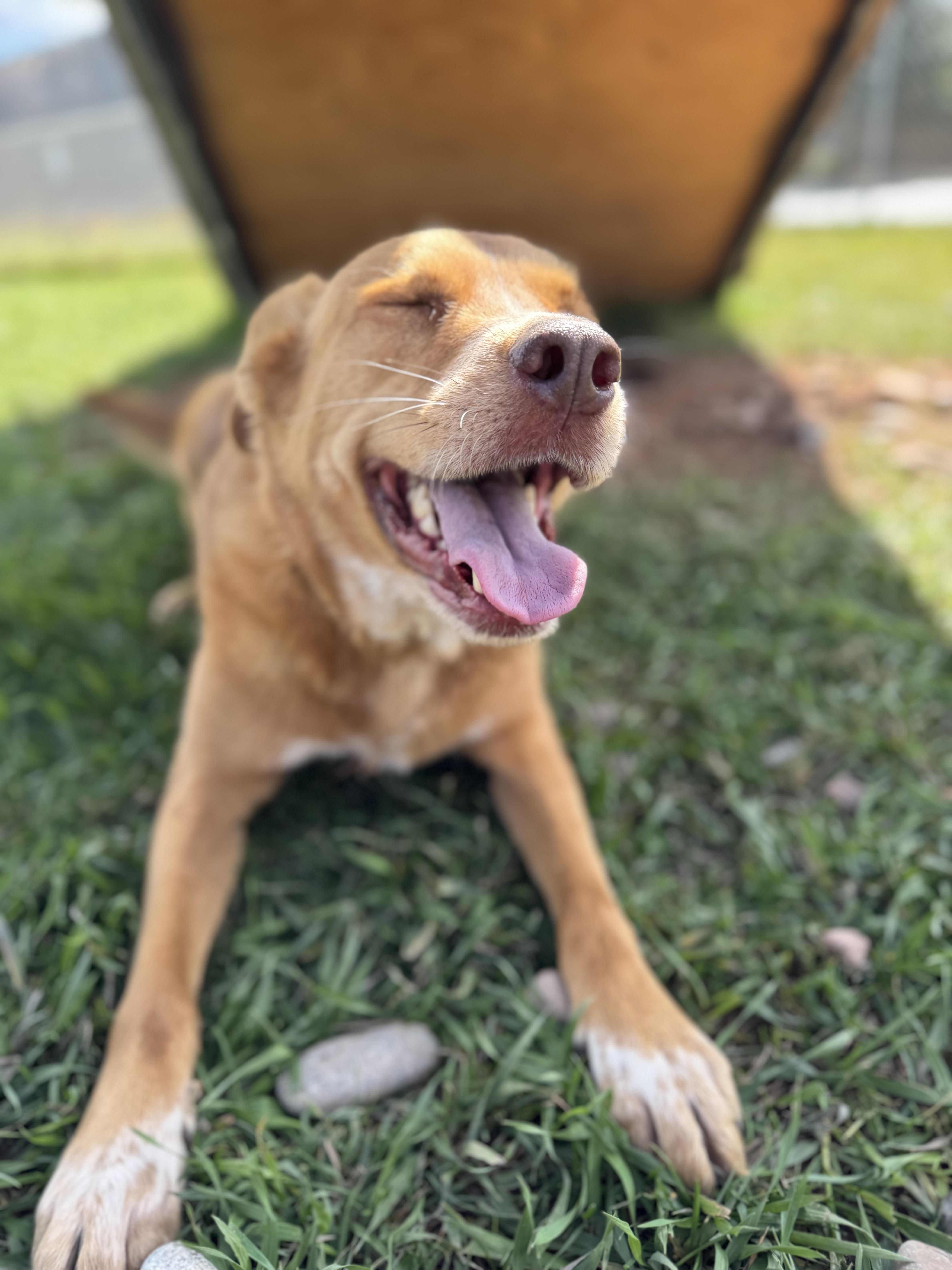 Matzo Ball, an adoptable Shepherd in Eagle, CO, 81631 | Photo Image 2
