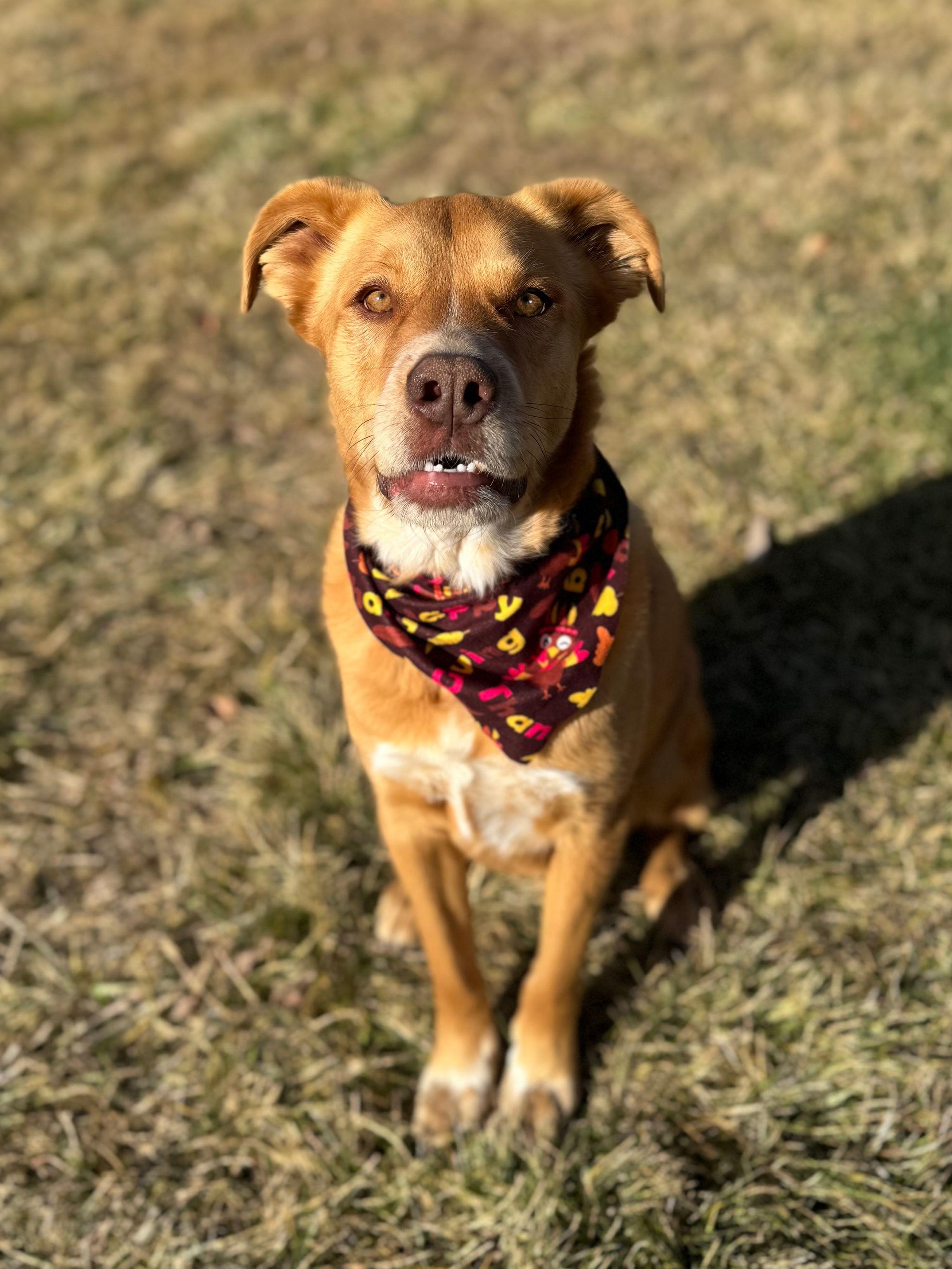 Matzo Ball, an adoptable Mixed Breed in Eagle, CO, 81631 | Photo Image 5
