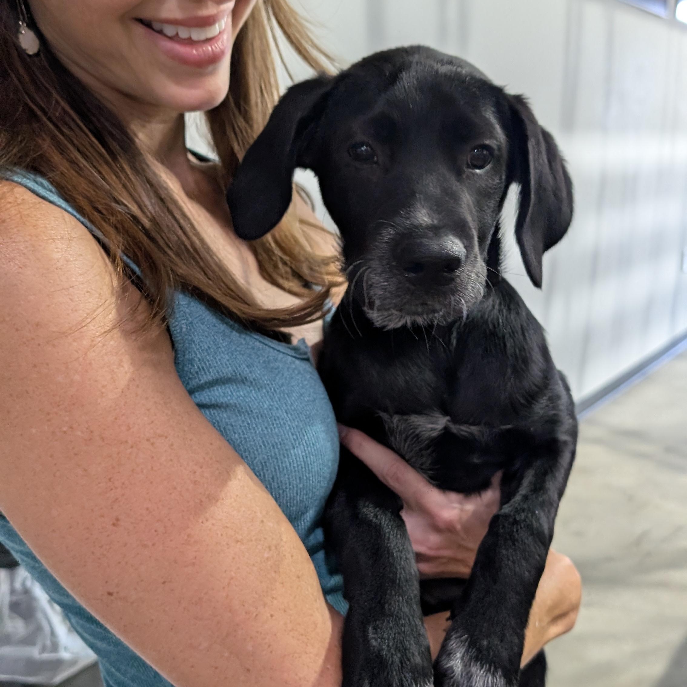 Enlarge Nori, an adopted Black Labrador Retriever in Dallas, TX image 2/6