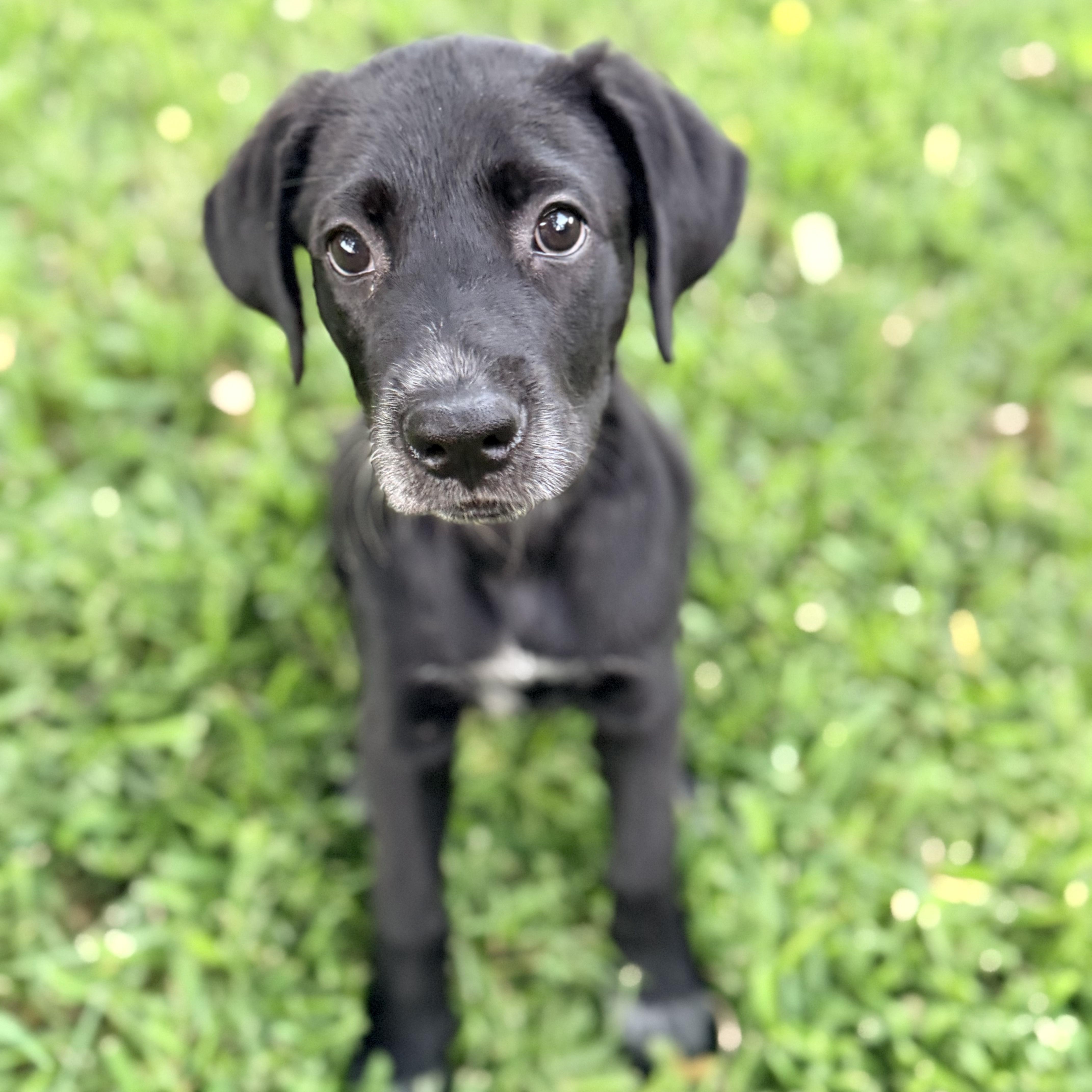 Enlarge Nori, an adopted Black Labrador Retriever in Dallas, TX image 4/6