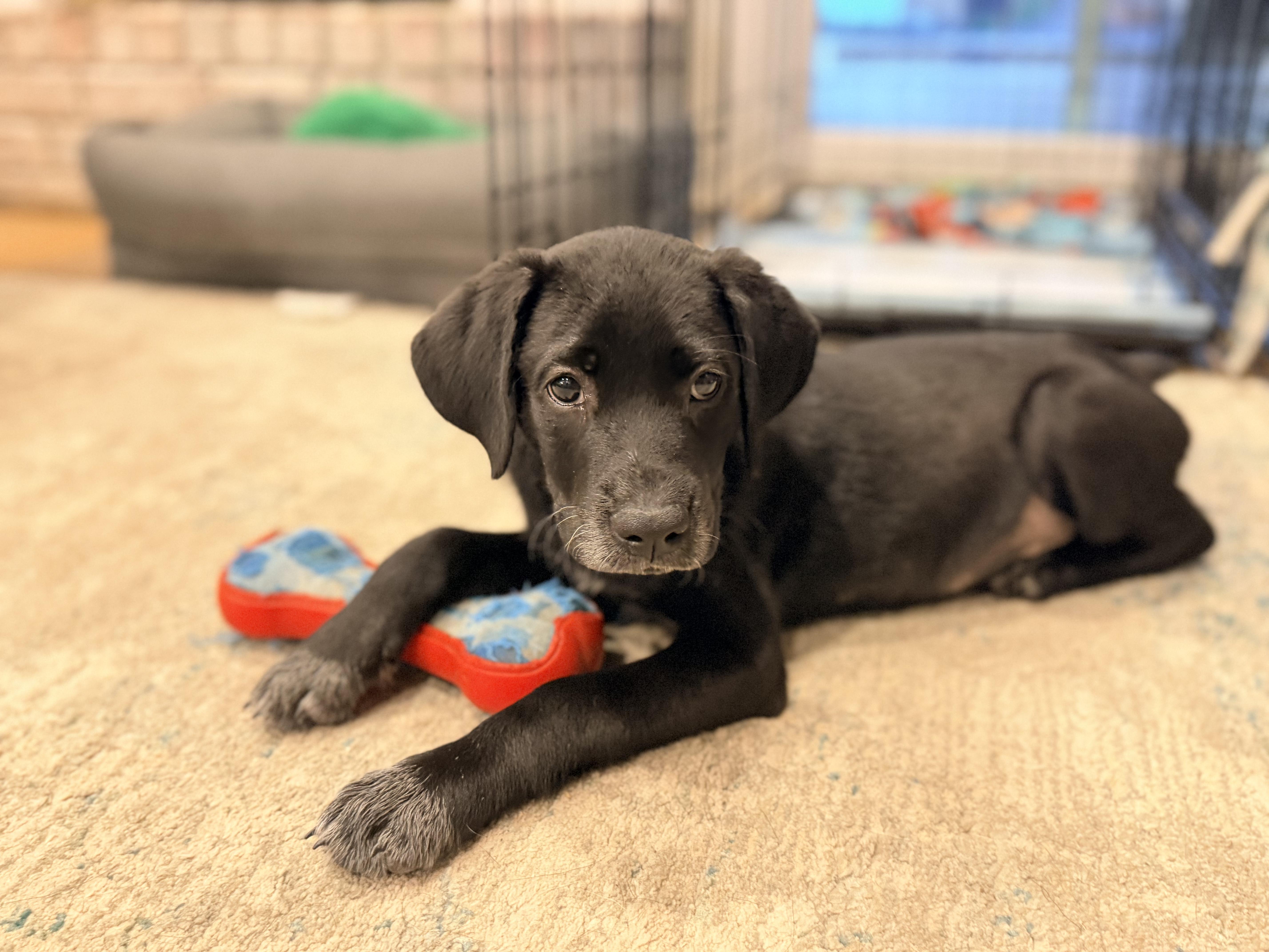 Enlarge Nori, an adopted Black Labrador Retriever in Dallas, TX image 6/6