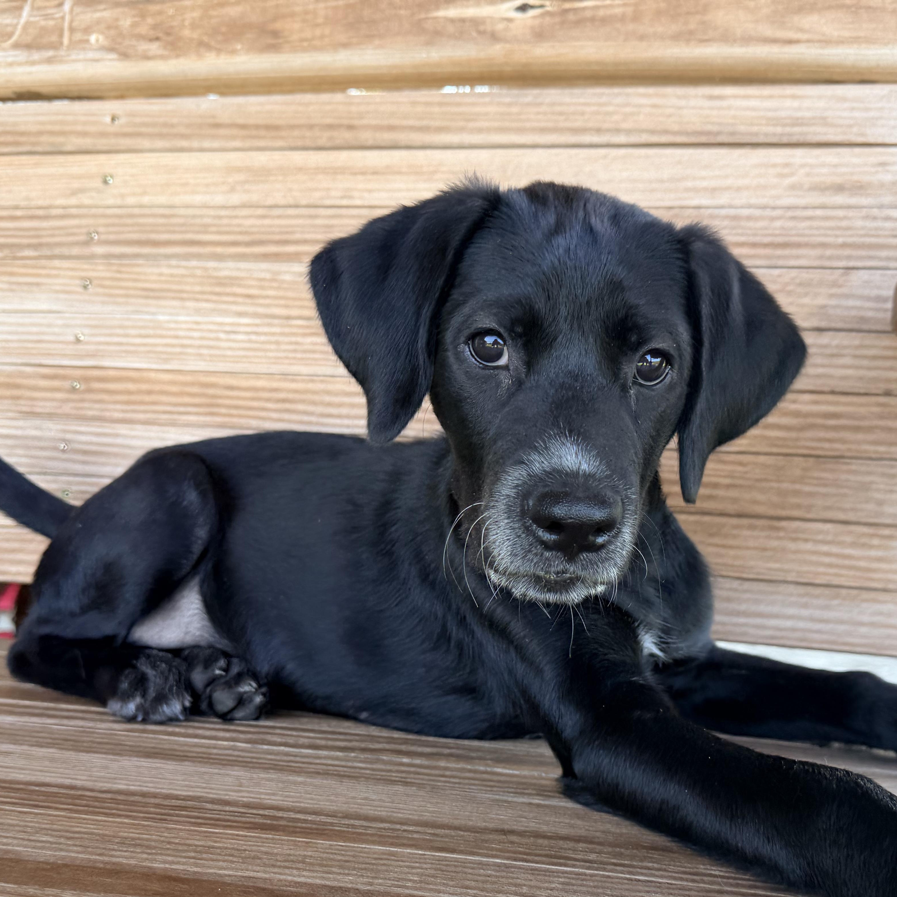 Enlarge Nori, an adopted Black Labrador Retriever in Dallas, TX image 5/6