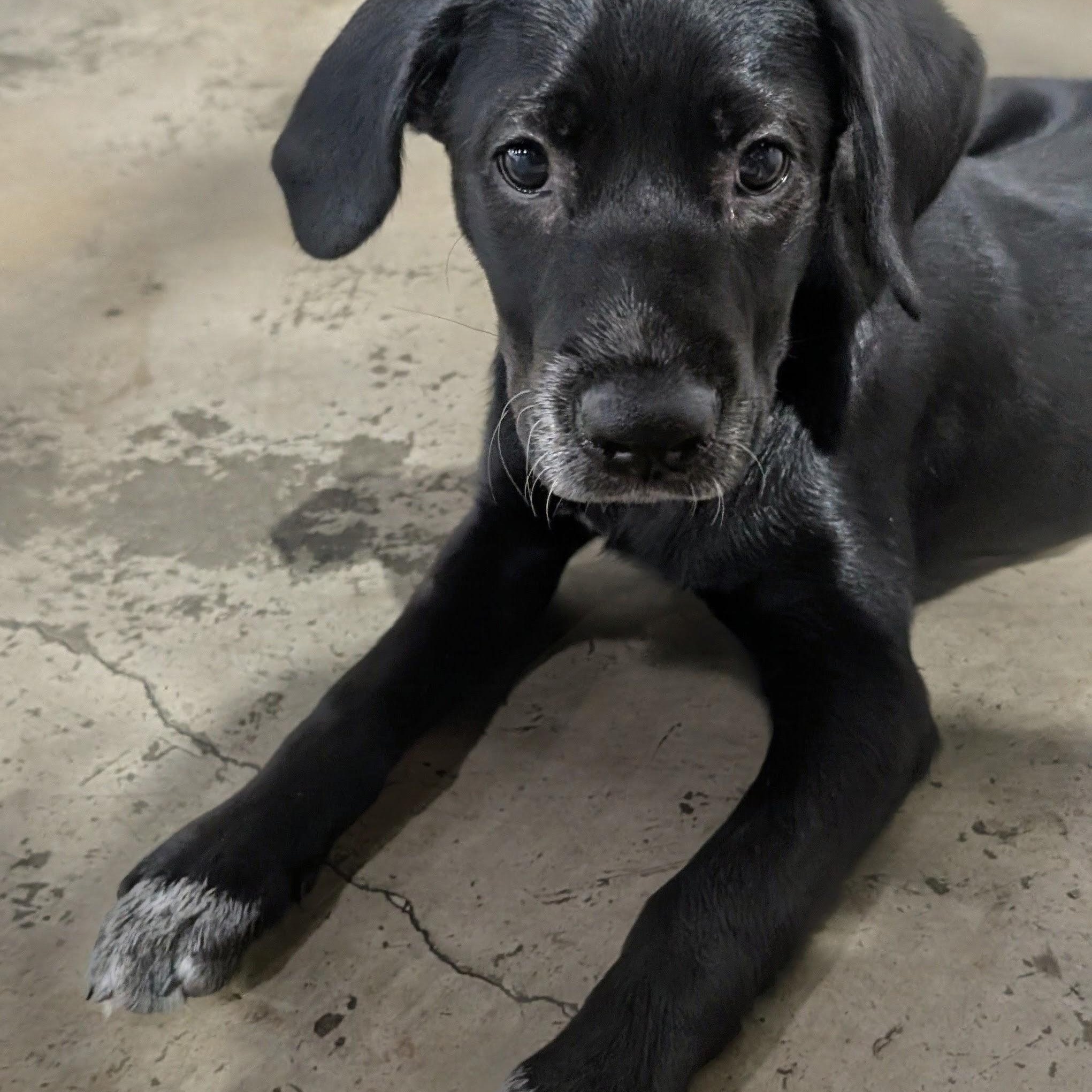 Enlarge Nori, an adopted Black Labrador Retriever in Dallas, TX image 1/6