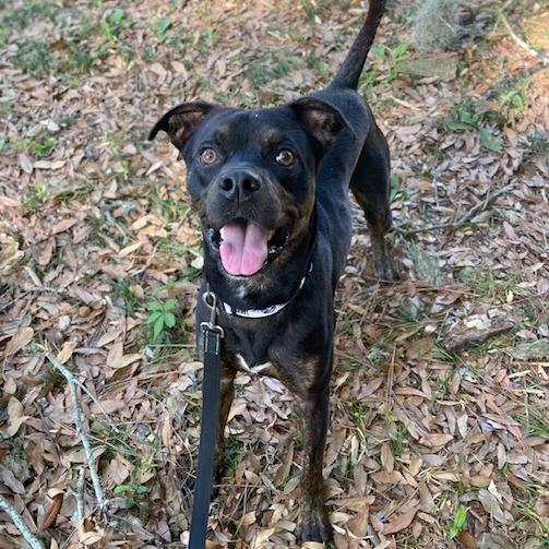 Bruno Mars, a Adoptable Mixed Breed in Jacksonville, FL image 1/2