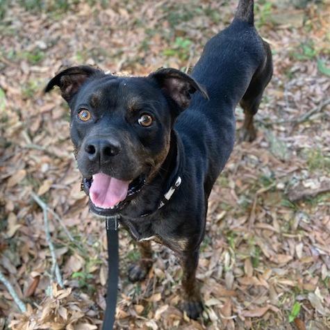 Bruno Mars, a Adoptable Mixed Breed in Jacksonville, FL image 2/2