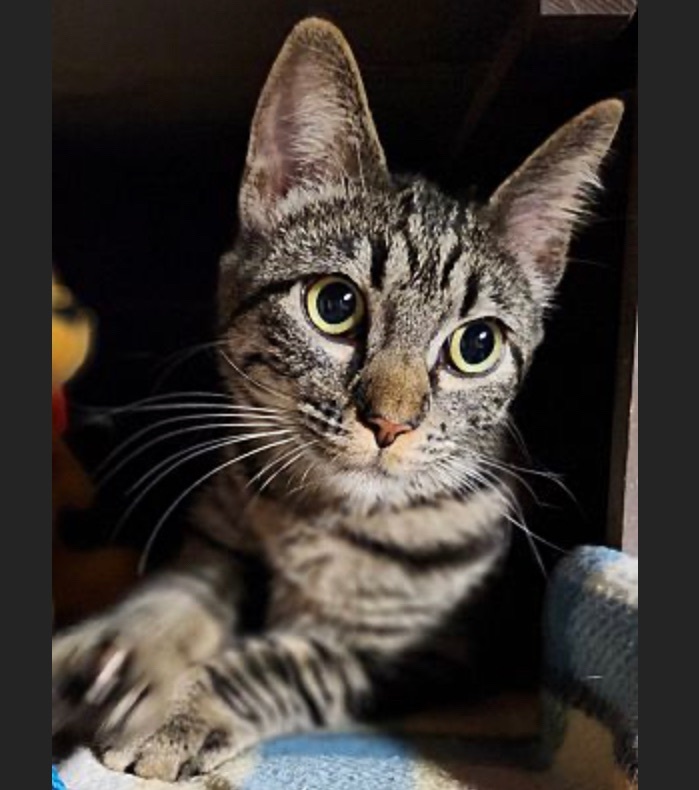 Paulina (Polydactyl) and Pebbles, bonded pair, a Adopted mixed breed in San Rafael, CA image 1/10