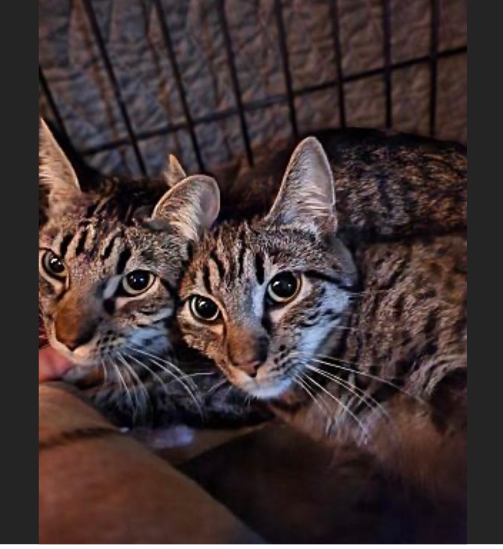 Paulina (Polydactyl) and Pebbles, bonded pair, a Adopted mixed breed in San Rafael, CA image 2/10