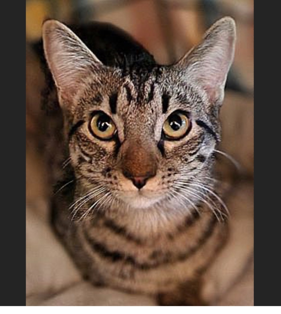 Paulina (Polydactyl) and Pebbles, bonded pair, a Adopted mixed breed in San Rafael, CA image 3/10
