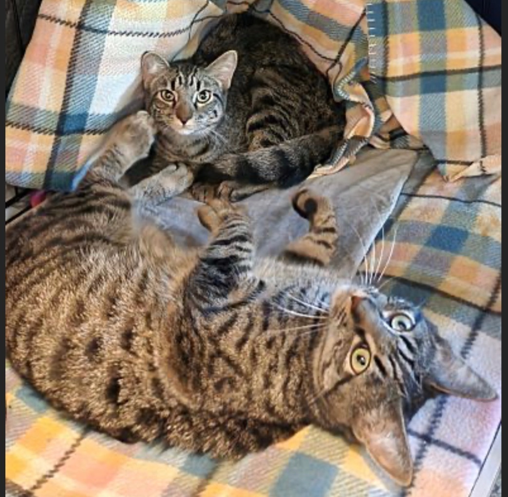 Paulina (Polydactyl) and Pebbles, bonded pair, a Adopted mixed breed in San Rafael, CA image 4/10