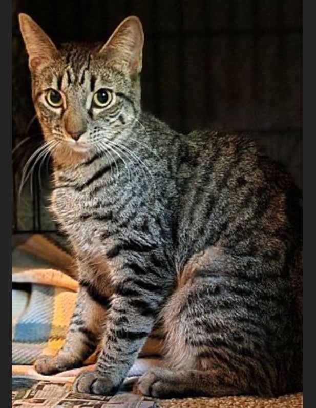 Paulina (Polydactyl) and Pebbles, bonded pair, a Adopted mixed breed in San Rafael, CA image 5/10