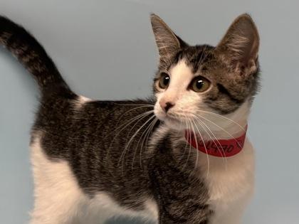 Enlarge Angelica, a Adoptable mixed breed in Woodbury, MN image 1/1