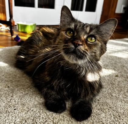 Gypsy, Adoptable, Senior Female Domestic Medium Hair & Domestic Short Hair.