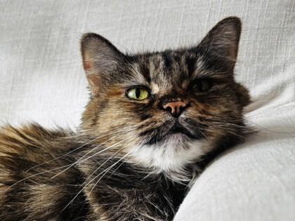 Gypsy, a Adoptable mixed breed in Montreal, QC image 2/3