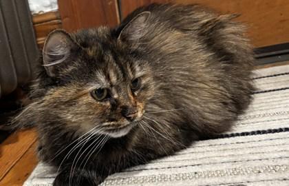 Gypsy, a Adoptable mixed breed in Montreal, QC image 2/3