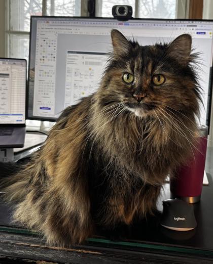 Enlarge Gypsy, a Adoptable mixed breed in Montreal, QC image 3/3