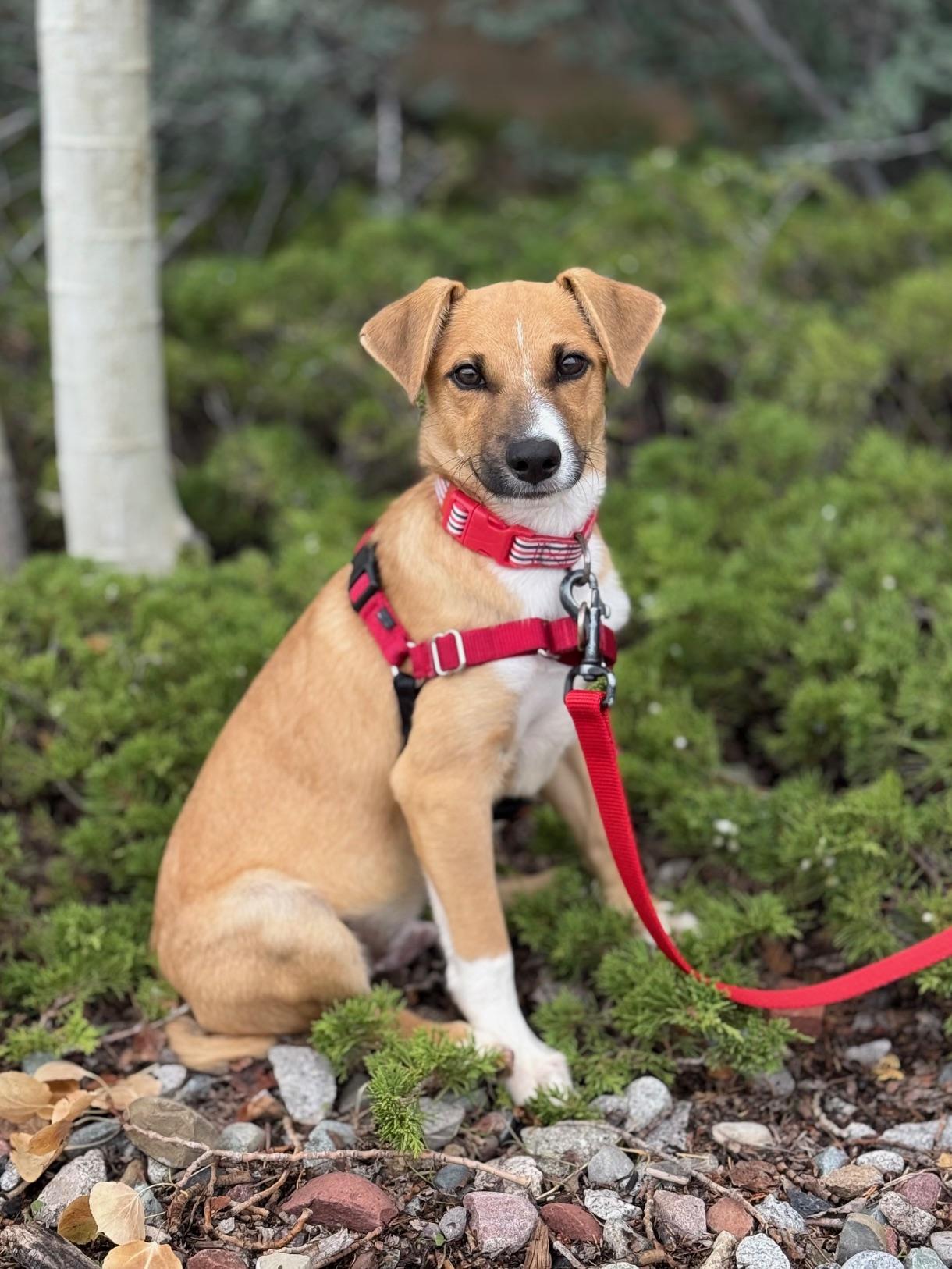 Sihtric, an adoptable Beagle, Terrier in Eagle, CO, 81631 | Photo Image 3