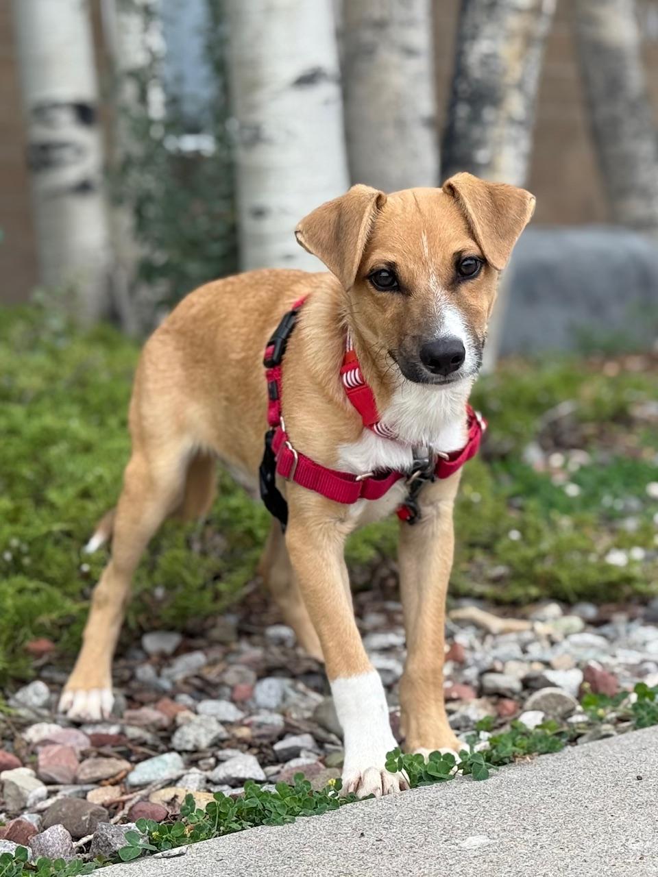 Sihtric, an adoptable Beagle, Terrier in Eagle, CO, 81631 | Photo Image 6