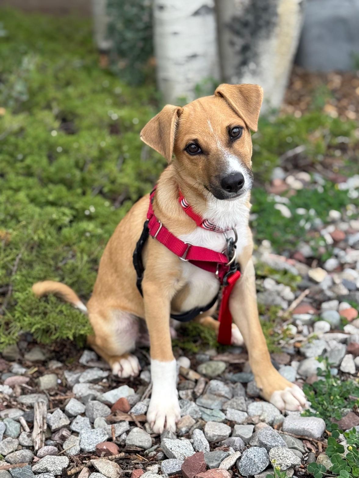 Sihtric, an adoptable Beagle, Terrier in Eagle, CO, 81631 | Photo Image 2