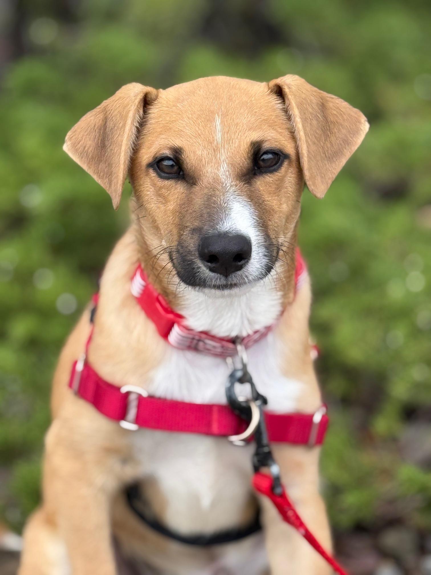 Sihtric, an adoptable Beagle, Terrier in Eagle, CO, 81631 | Photo Image 5