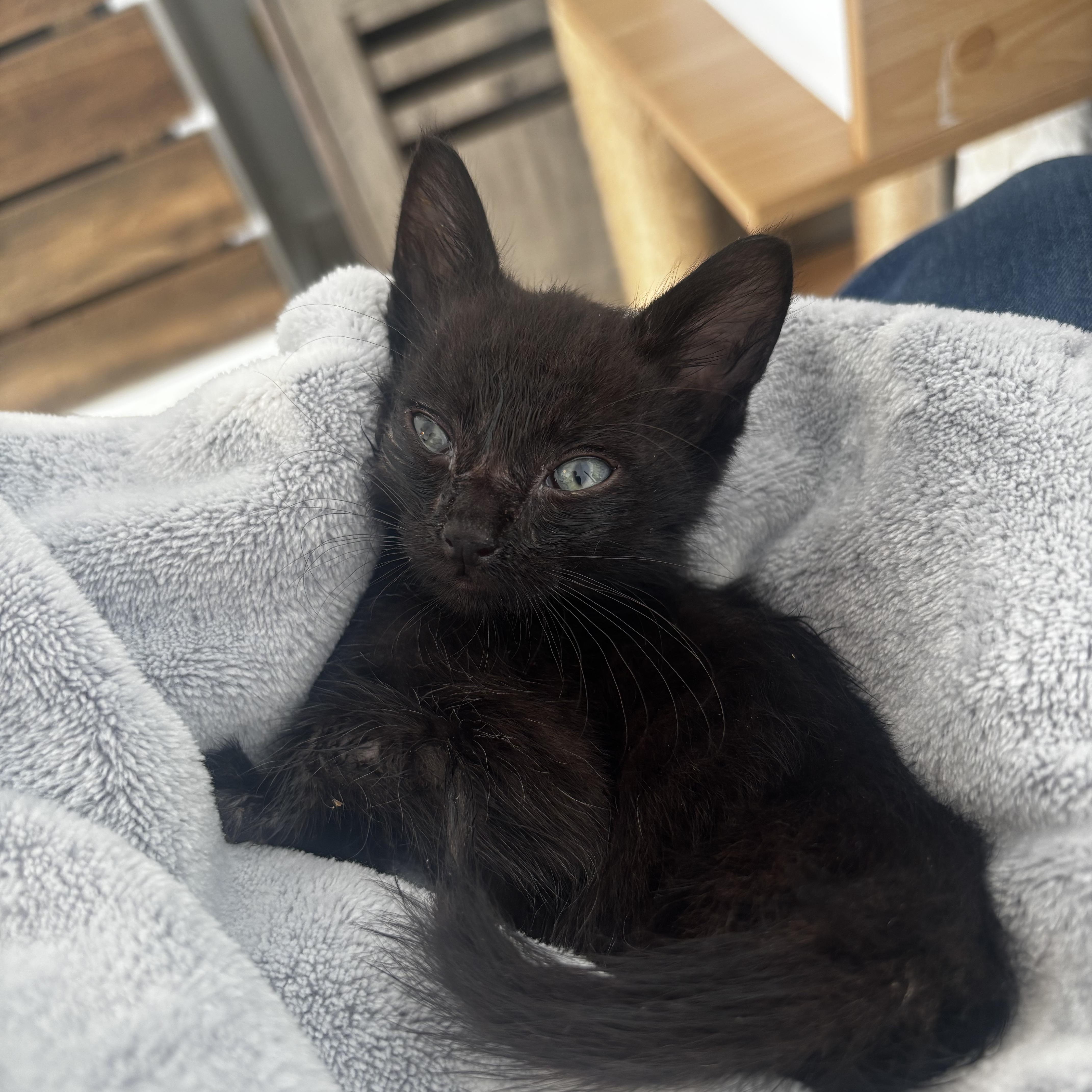 Holloway, Adoptable, Kitten Male Domestic Short Hair.