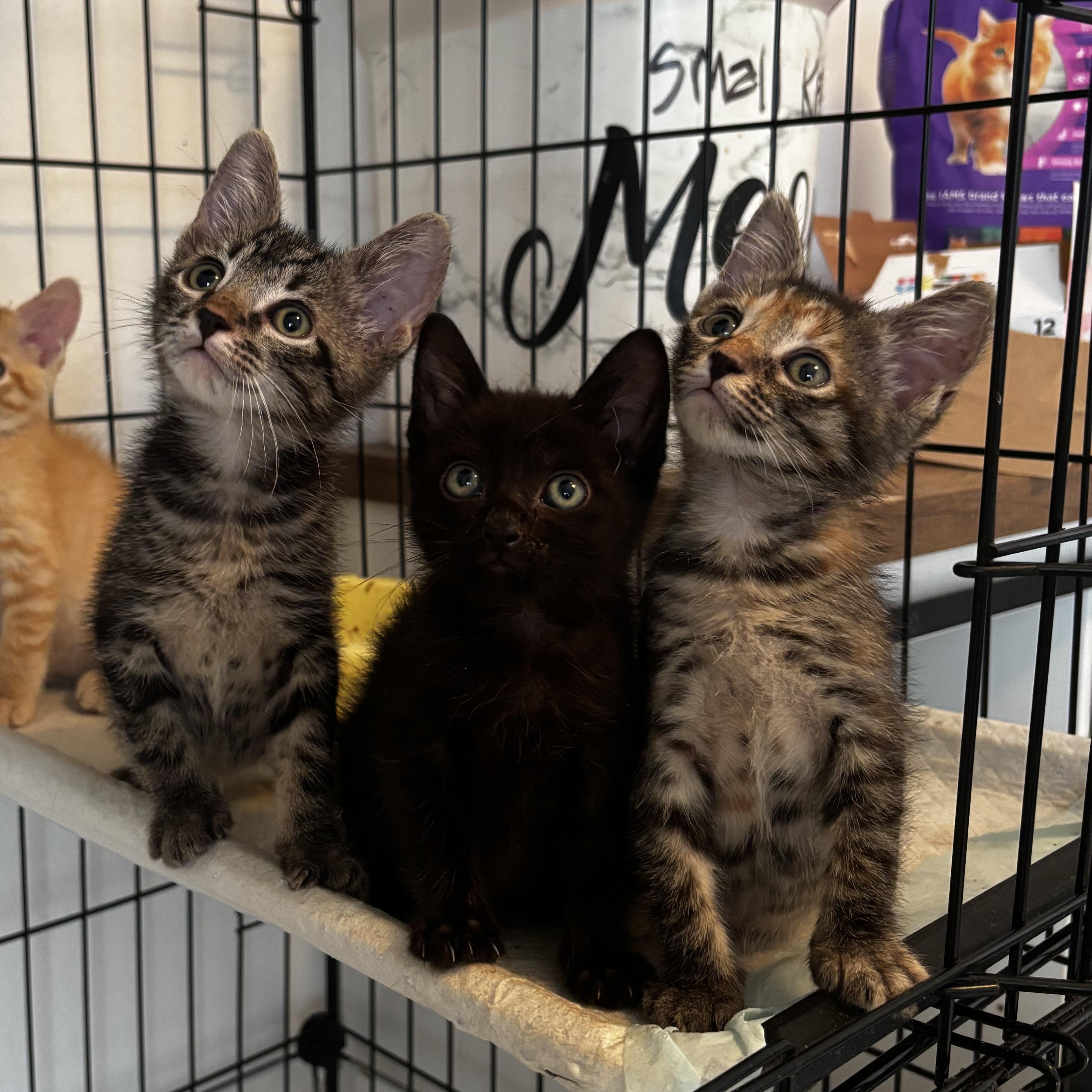 Enlarge Holloway, a Adoptable Domestic Short Hair in Honolulu, HI image 4/4